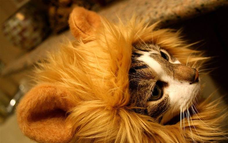 Cat Wig Collar Funny Lion Pet Ear Cosplay Hairpiece