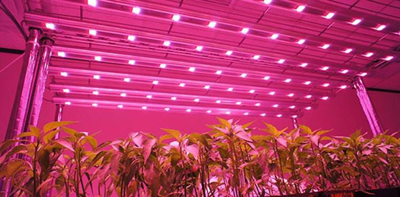 Lightme 600W ( True 220W ) LED Grow Light Panel Lamp for Hydroponics Indoor Plant with 120 LEDs