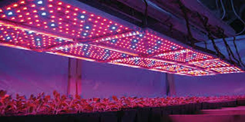 Lightme 600W ( True 220W ) LED Grow Light Panel Lamp for Hydroponics Indoor Plant with 120 LEDs
