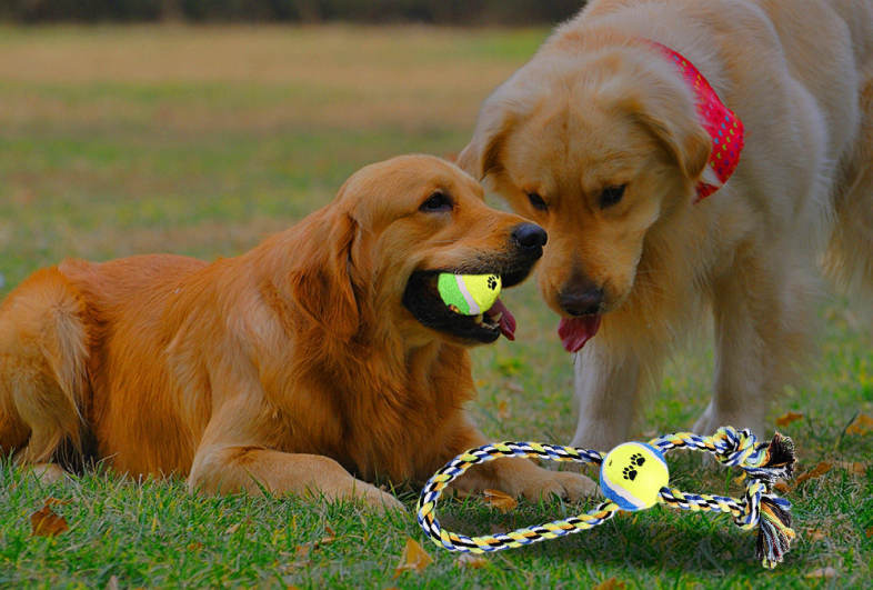 Pet Rope Toy Training Gadget Durable Chew Cotton Knot with Tennis Ball Teeth Clean