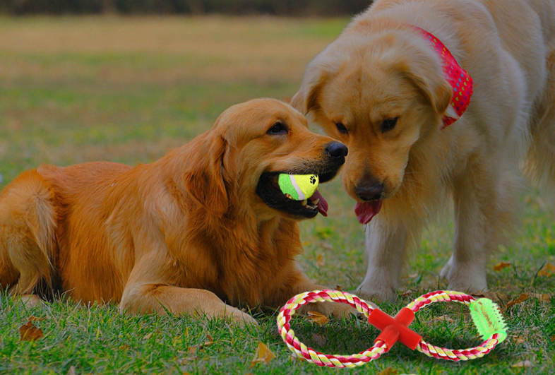 Pet Rope Toy Chew Eight Shape Cotton Knot with Thorn Teeth Clean